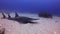Whitespotted Guitarfish & Leopard Sharks.Shovelnose Shark.Shovelnose Ray In Blue Sea