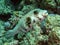 Whitespotted puffer Arothron hispidus
