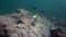Whitespotted Surgeonfish Acanthurus guttatus, King Angelfish Holacanthus passer school of Striped large-eye bream