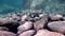 Whitespotted Surgeonfish Acanthurus guttatus Los Isoletes island Cortez sea La Paz