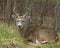 Whitetail Buck