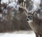 Whitetail buck