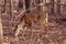 Whitetail buck,antlers shed