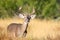 Whitetail buck approaching a doe