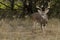 Whitetail Buck in autumn environment