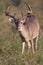 Whitetail Buck Browsing in Field