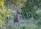 Whitetail Buck checking things out