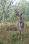 Whitetail buck deer