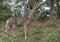 Whitetail buck deer profile