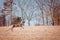 Whitetail buck deer running through field