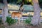 Whitetail Buck deer standing by the old rail fence