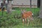 Whitetail Buck Deer with Velvet Covered Antlers