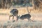 Whitetail buck with a doe in heat