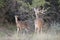 Whitetail Buck eating browse from trees