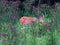 Whitetail buck eating in a over grown field