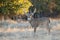 Whitetail buck with fall colors in background