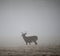 Whitetail buck in fog