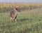 Whitetail buck on a foggy morning.