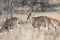 Whitetail buck following doe in fall