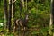 Whitetail buck in forest lighting