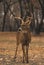 Whitetail Buck on Frosty Morning