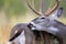 Whitetail buck grooming self