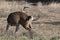 Whitetail buck grooming self on prairie