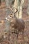 Whitetail Buck in hardwood forest.