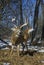 Whitetail Buck Head On