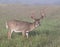 Whitetail buck on his last day of velvet.