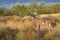 Whitetail buck in landscape picture