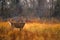 Whitetail Buck in Meadow