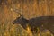 Whitetail buck at nightfall