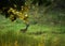 Whitetail Buck in an Open Meadow