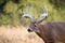 Whitetail buck panting