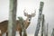 Whitetail buck peeking through a fence