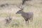 Whitetail Buck in prairie grass