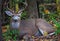 Whitetail Buck Resting In The Woods - Odocoileus virginianus