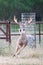 Whitetail buck running out of cattle feeding pens