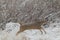 Whitetail Buck in Running Snow