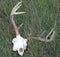 Whitetail Buck Skull and Rack