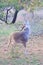 Whitetail buck smelling the air and scratching his back with his antlers