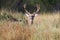 Whitetail buck in tall prairie grass