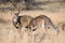 Whitetail buck tending to herd of does