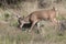 Whitetail buck on trail of doe