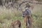 Whitetail buck on trail of hot doe