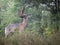 Whitetail buck in velvet