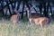 Whitetail Buck in Velvet