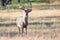 Whitetail buck in very early fall