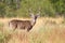 Whitetail buck waiting broadside